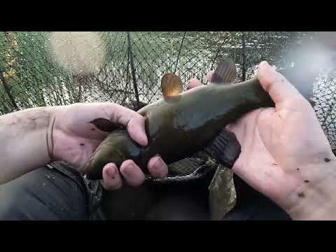 Видео: Крупный линь. Рыбалка.