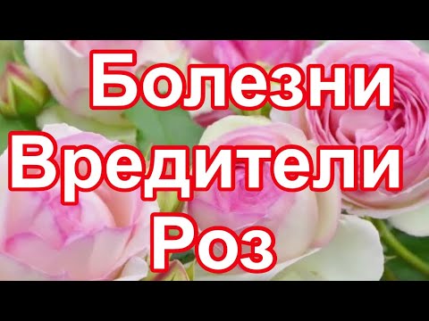 Видео: РОЗЫ 🌹 МНЕ, КАК БЛОГЕРУ БОЛЬНО СМОТРЕТЬ НА ВАШИ РОЗЫ. Я ИСПЫТАЛА ШОК 🤯.