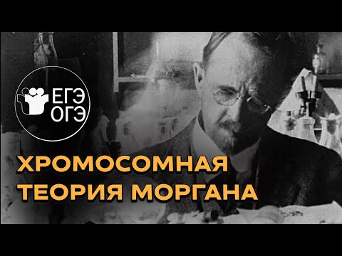 Видео: ОГЭ и ЕГЭ по Биологии: хромосомная теория Томаса Моргана. Самое понятное объяснение