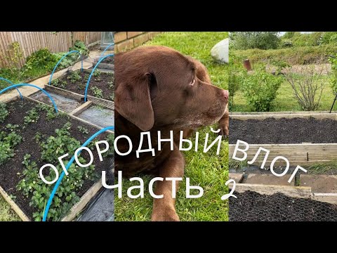 Видео: Что я посадила сегодня. Продолжаю заниматься огородом.