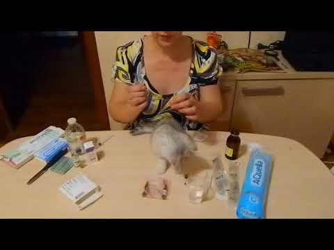 Видео: Как я вылечила котёнка от чумки