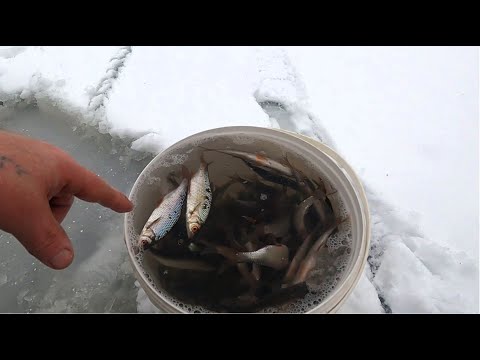 Видео: Заготовка живцов \ Переезжаем с озёр на Печору