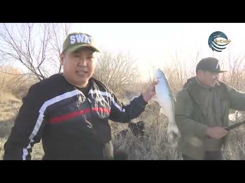 Видео: ІЛЕ ЖЫРТҚЫШТАРЫ / ОЛЖА / 23.04.22