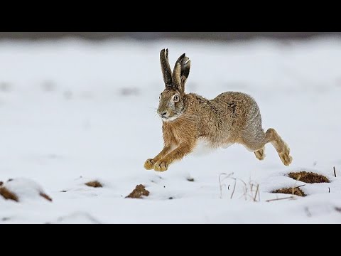 Видео: ОХОТА НА ЗАЙЦА С ДВУСТВОЛКОЙ. Дедовское ружьё Тропление зайца по свежему снегу. ИЖ - 43