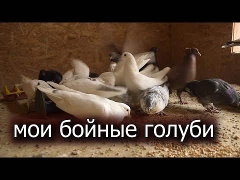 Видео: СПОРТИВНЫ И БОЙНЫЕ.РЕЗУЛЬТАТЫ ЧЕСТНО