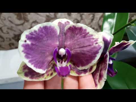 Видео: Орхидеи. Наметились пересадки  орхидей из Азии, которые росли у меня год во  мхе   без пересадки.
