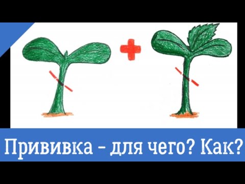 Видео: Прививка арбуза, огурца, дыни.