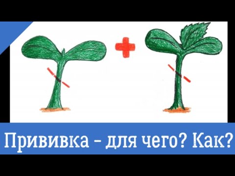 Видео: Прививка арбуза, огурца, дыни.