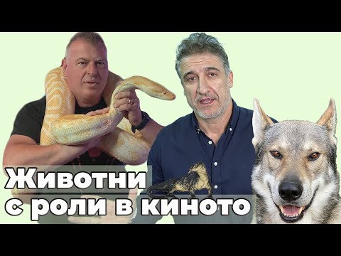 Видео: Как се дресират вълк, змии и плъхове за роля в киното