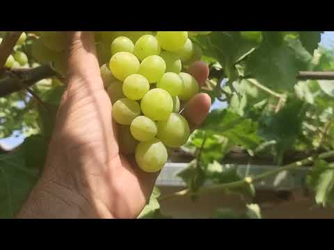 Видео: Ҳимояи хушаҳои ангур аз парранда,замбур ва нурҳои офтоби.