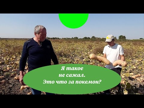 Видео: Честный обзор новых сортов тыквы.