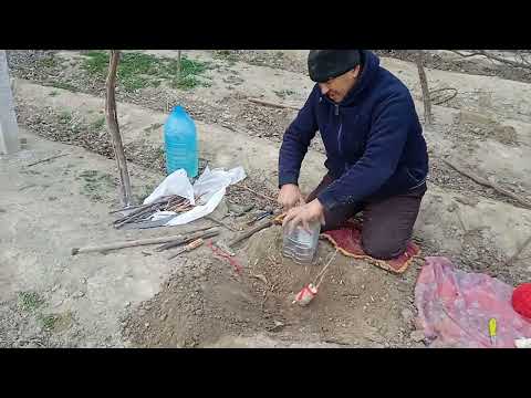 Видео: Бахорги пайванд бошланди. +998934206061   Аватар узум искана пайванди.