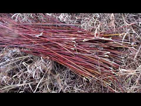 Видео: Заготовка ивовой лозы