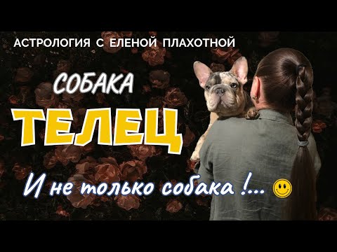 Видео: Собака Телец ♉ (И не только собака!...😃)|