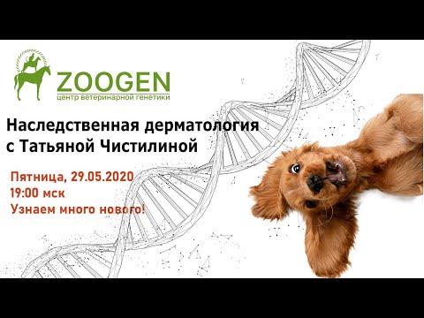 Видео: Наследственная дерматология - много ли ее в жизни собаки?