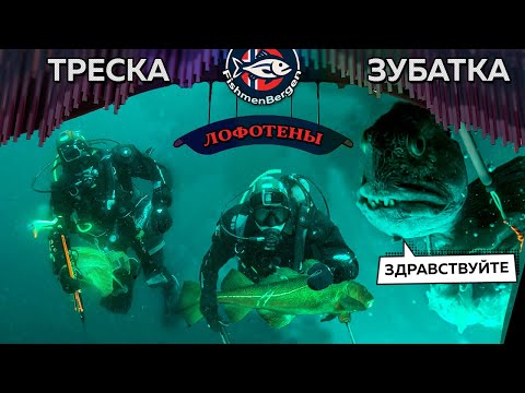 Видео: Отличный дайвинг в одном из самых прекрасных мест в Норвегии треска ,зубатка, охота