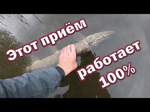 Видео: НА ЧТО ПОЙМАТЬ ОСЕННЮЮ ЩУКУ !!! Беспроигрышный Вариант ДЛЯ ЩУКИ в холодной воде. Рыбалка на спиннинг