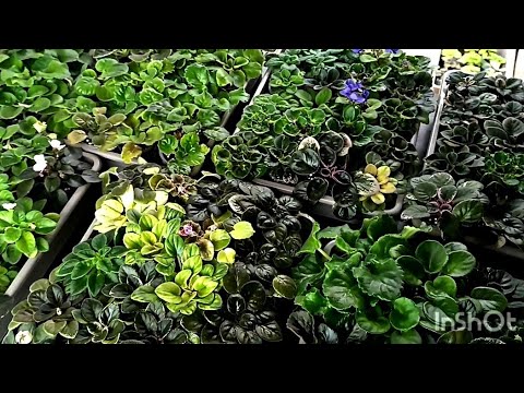 Видео: ЧТО БУДЕТ В ПРОДАЖЕ ВЕСНОЙ ?!    ОТКРЫВАЕМ ТЕПЛИЧКИ!