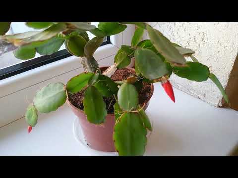 Видео: ⁉️ ЧТО ЭТО : пасхальник или рождественник? Как их отличить