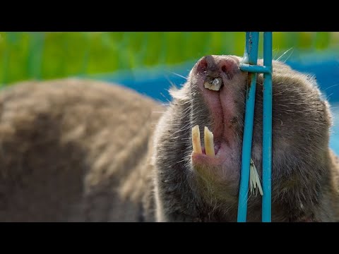 Видео: Подземное чудище - СЛЕПЫШ. Разглядеть подробно.