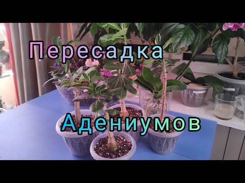 Видео: 12.10.21.Адениумы.пересадка.