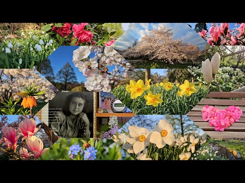 Видео: Нарциссы, магнолии, сакуры, камелия, черемша, белоцветник, бруннера, калужница, незабудки, белки