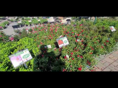 Видео: Поздравляю Всех с праздником!!!!!