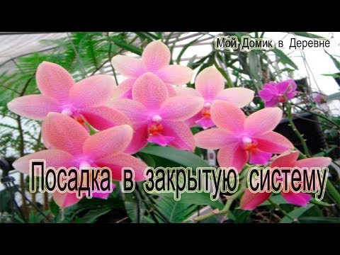 Видео: О-о-о- красавица Лиодора ! Посадка фаленопсиса лиодоро в закрытую систему
