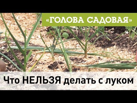 Видео: Голова садовая - Что НЕЛЬЗЯ делать с луком