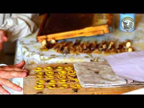 Видео: Приехали матки на пасеку Материал Бакфаст на 22 год