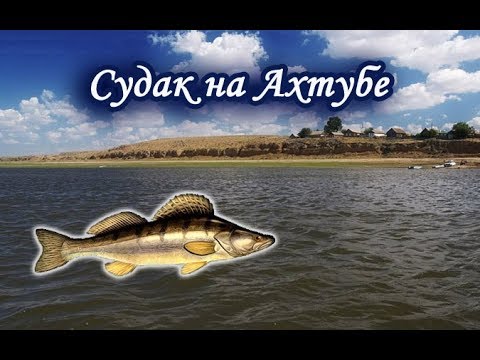 Видео: Судак на Ахтубе. Русская Рыбалка 3.99.