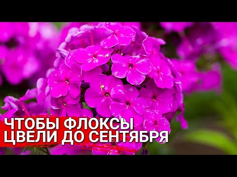Видео: Чтобы флоксы цвели до сентября