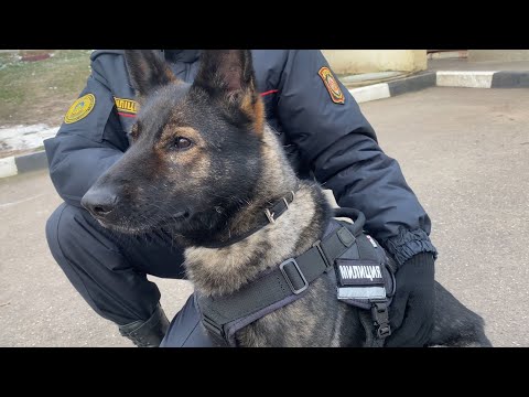 Видео: Собачий спецназ. Как живут и работают служебные собаки