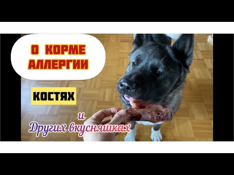 Видео: О корме, костях и лакомствах для собак. Чем мы кормим нашу акиту.