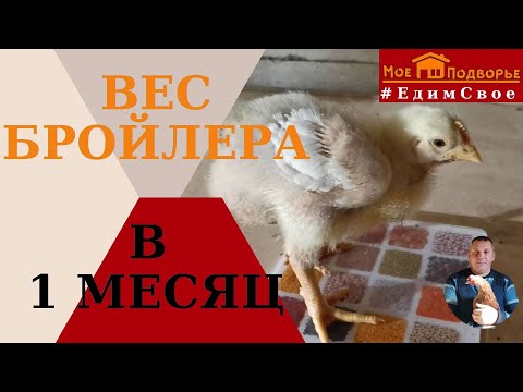 Видео: Вес бройлера в 14 дней и в 1 месяц. "Мое Подворье"