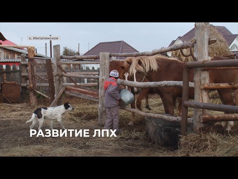 Видео: В Ингалинском сельском поселении развиваются фермерские хозяйства