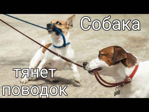 Видео: Что делать, если собака тянет поводок? |4 метода БЕЗ ЭШО И СТРОГАЧА #дрессировка #воспитание