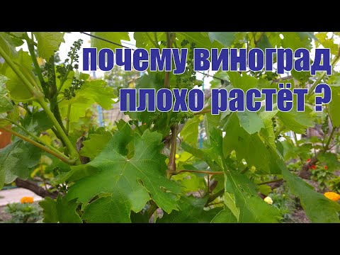 Видео: Почему виноград плохо растёт?