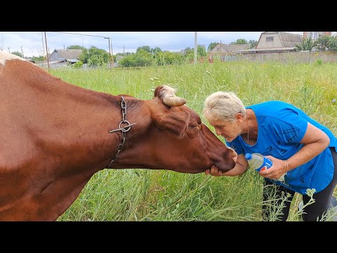 Видео: Будни доярочки !!!