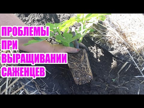 Видео: Высаживаю инжир в открытый грунт