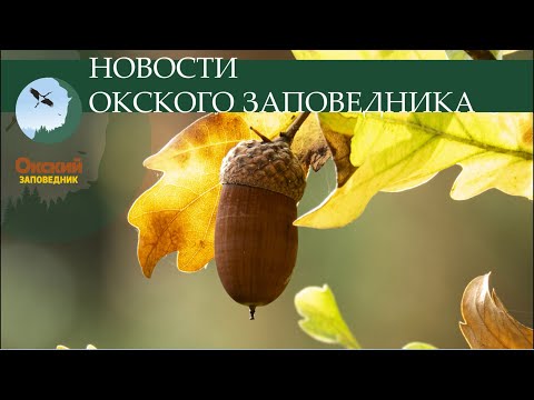 Видео: Новости Окского заповедника от 23 сентября 2024 г.