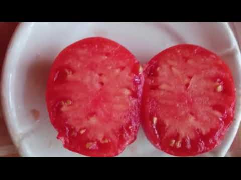 Видео: Каталог томатов 2025 года.  Часть 3.  г.  Киров