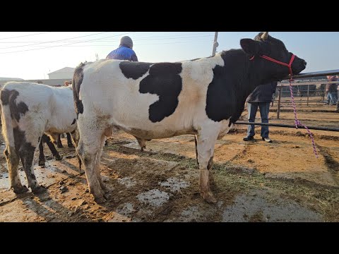 Видео: 15 ноября 2025 Г.ШАНБЕ БОЗОР МОЛБОЗОРИ ХУДЖАНД ТОЖИКИСТОН molbozor bozor 