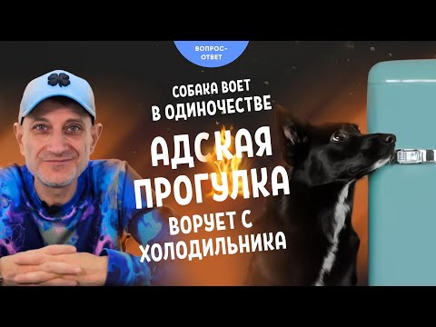 Видео: Воет в одиночестве, адская прогулка, ворует с холодильника