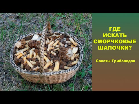 Видео: Где искать сморчковые шапочки? Советы Грибоведов.
