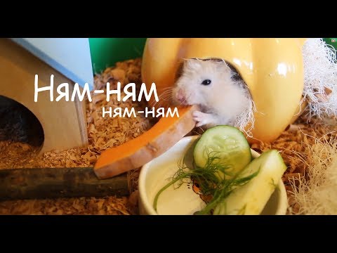 Видео: Утро и завтрак наших животных. Тимке привезли невесту.