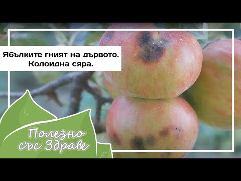 Видео: Как справиться с монилиозом - Порча плодов