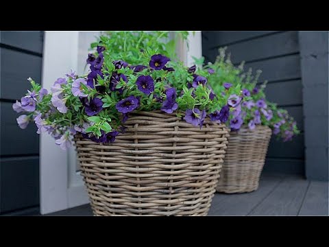 Видео: Сад с нуля. Калибрахоа.  Контейнерное озеленение.