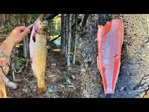 Видео: ЖИРНАЯ форель-головорез. ПОЙМАЙ И ПРИГОТОВЬ!!!