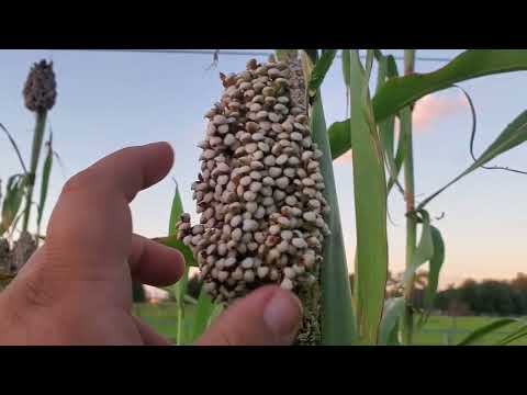 Видео: Мелкомасштабное производство зерна. Лучшее зерно для выращивания! Годы испытаний.